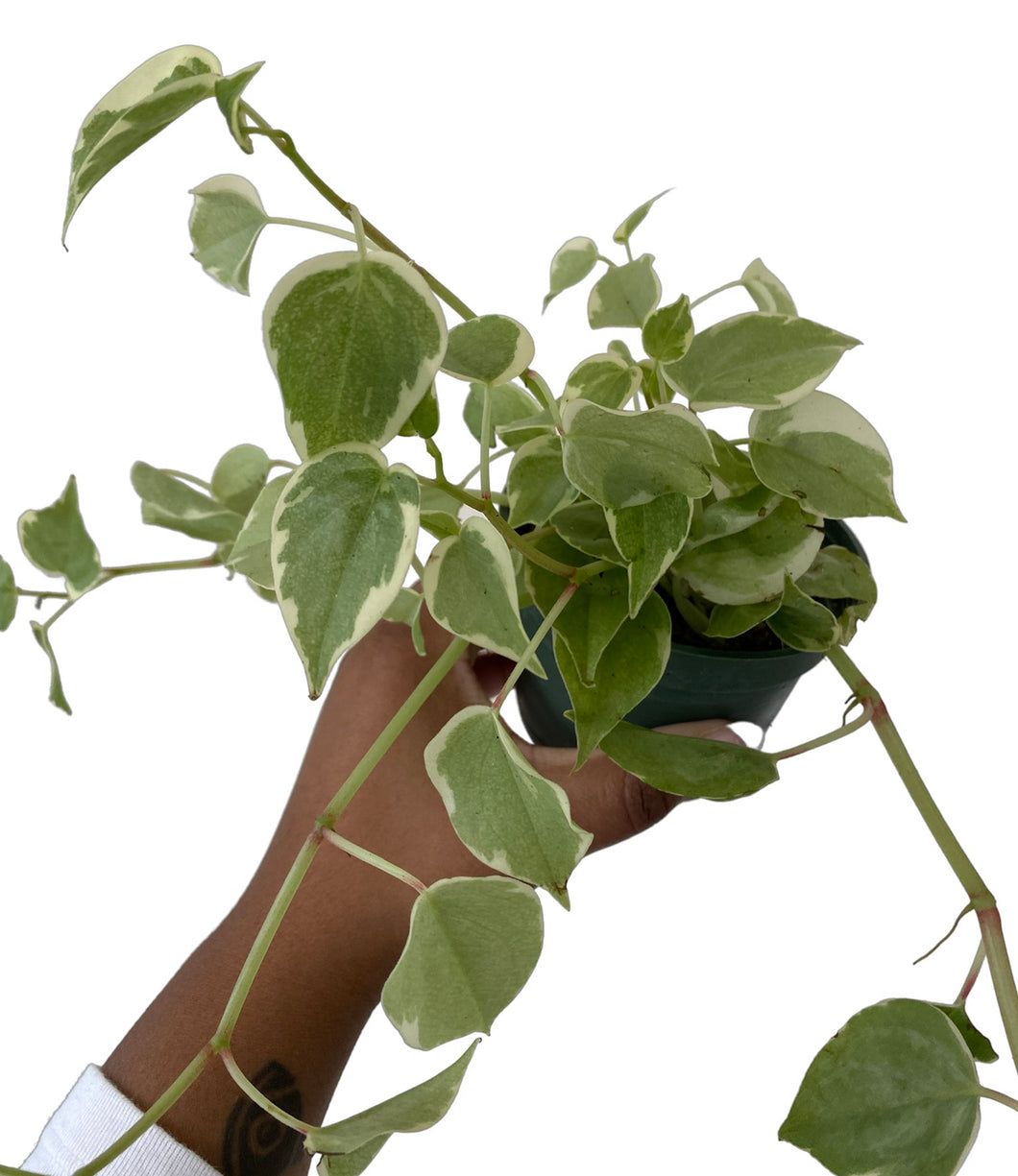philodendron cupid Peperomia Cupid