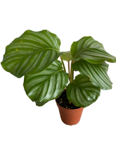 Load image into Gallery viewer, Calathea Orbifolia
