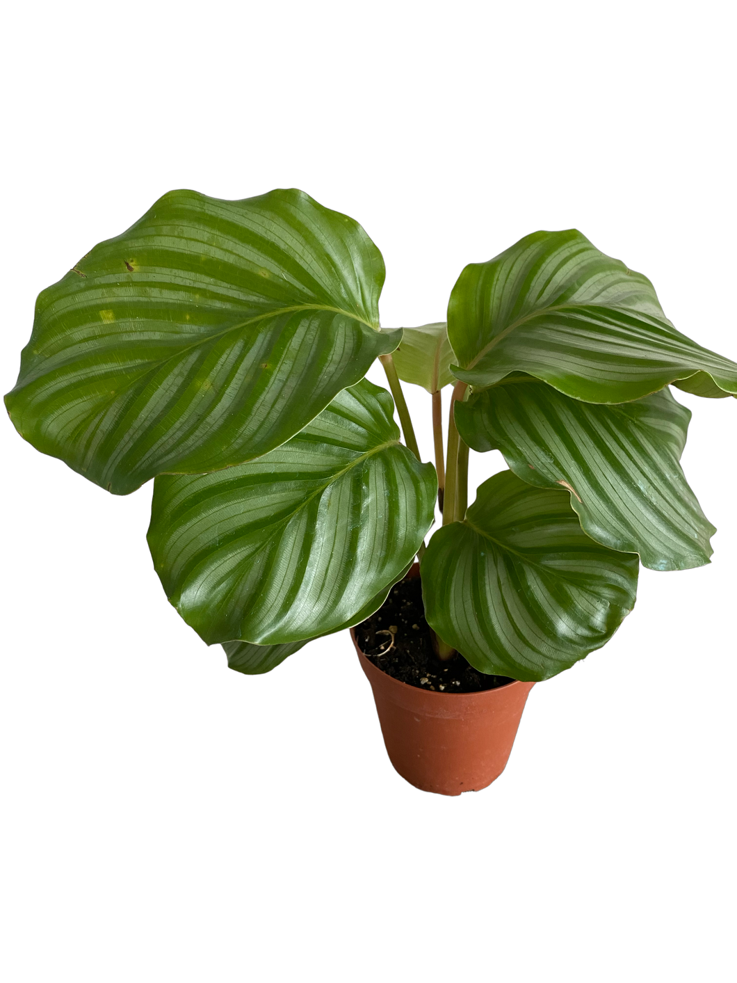 Calathea Orbifolia