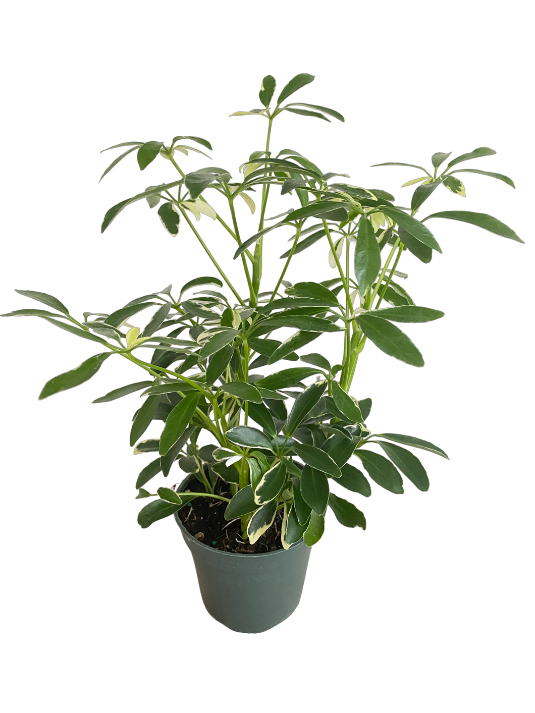 Schefflera Moondrop