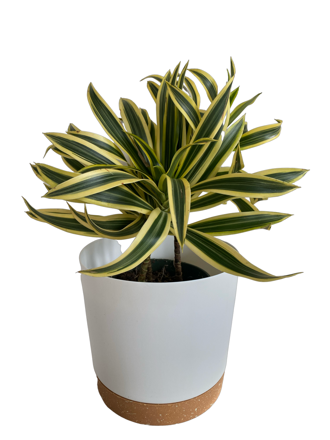 Dracaena Song of India